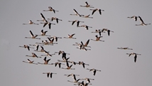 Qare Qeshlaq Wetland