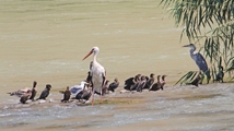 Qare Qeshlaq Wetland