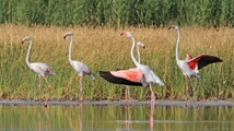 Qare Qeshlaq Wetland