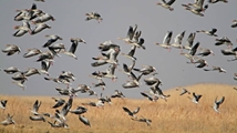 Qare Qeshlaq Wetland