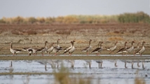 Qare Qeshlaq Wetland