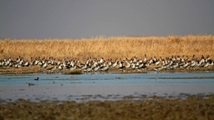 Qare Qeshlaq Wetland