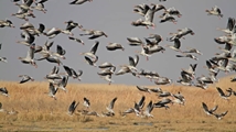 Qare Qeshlaq Wetland