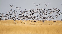 Qare Qeshlaq Wetland