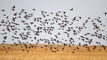 Qare Qeshlaq Wetland