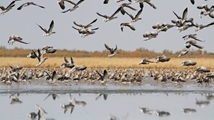 Qare Qeshlaq Wetland