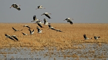 Qare Qeshlaq Wetland