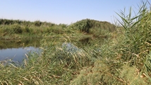 Qare Qeshlaq Wetland